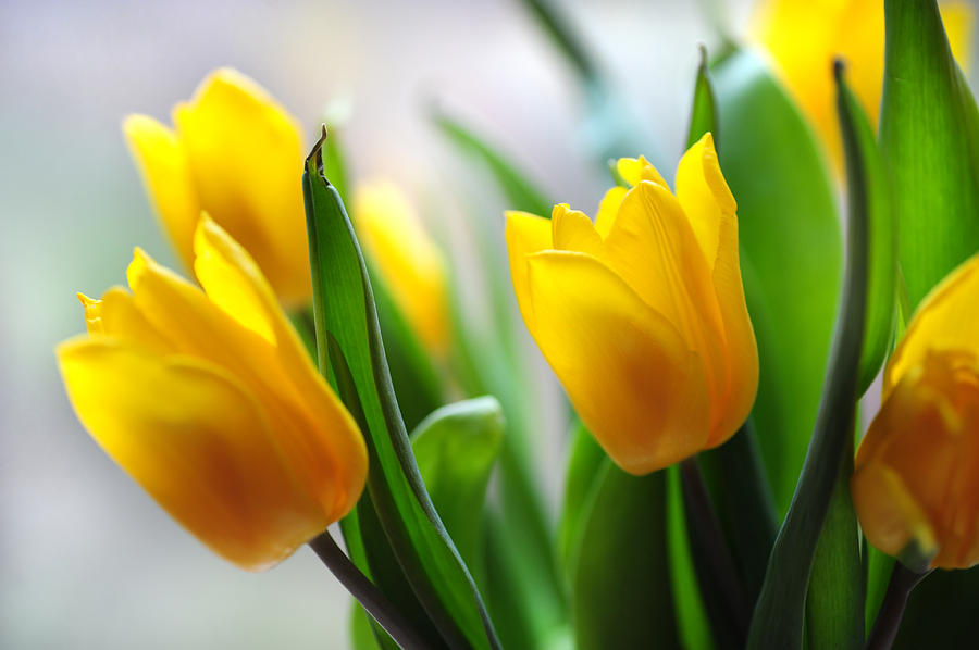 Yellow Tulips #2 Photograph by Jenny Rainbow
