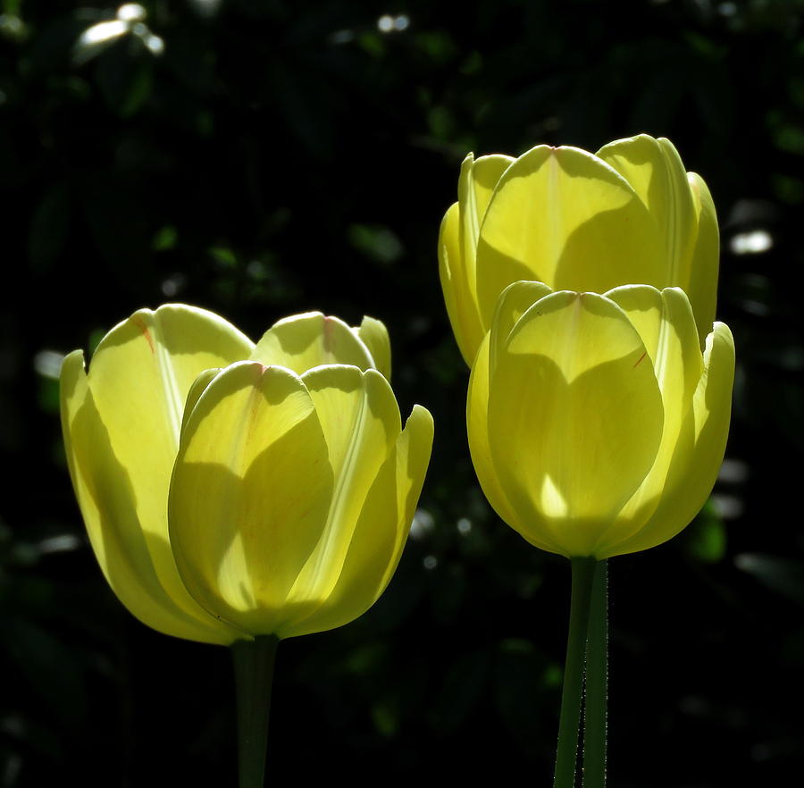 Yellow Tulips #1 Photograph by John Topman