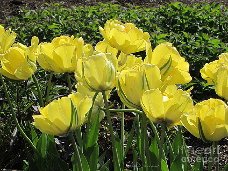 Yellow Tulips #1 Photograph by Kathie Chicoine