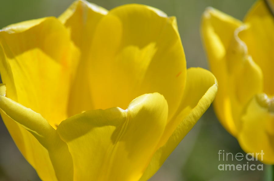 Yellow Tulips #1 Photograph by Maria Urso