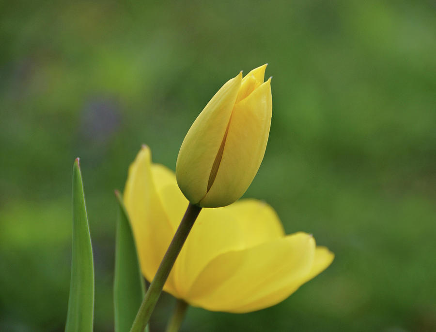 Yellow Tulips #1 Photograph by Sandy Keeton