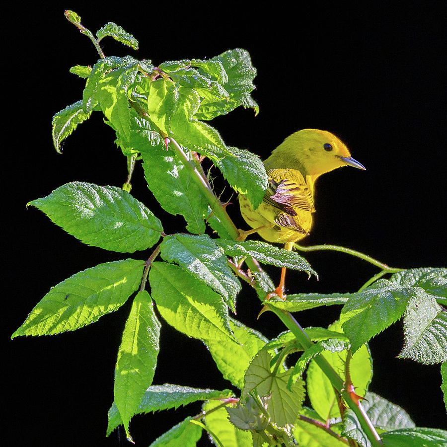 Yellow Warbler #1 Photograph by Bill Wakeley
