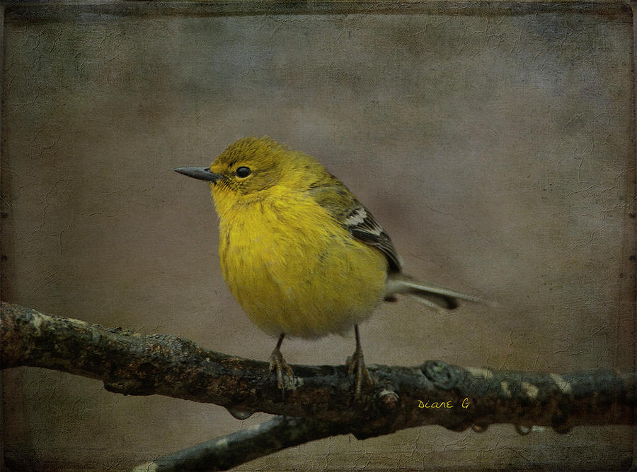 Yellow Warbler #1 Photograph by Diane Giurco