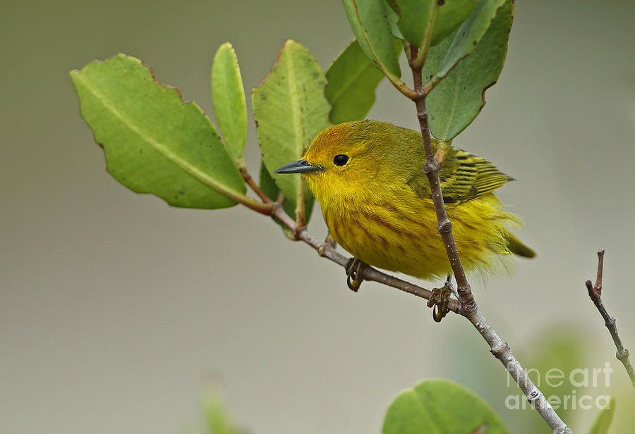 Warbler Photograph - Yellow Warbler In Cuba #1 by Neil Bowman/FLPA