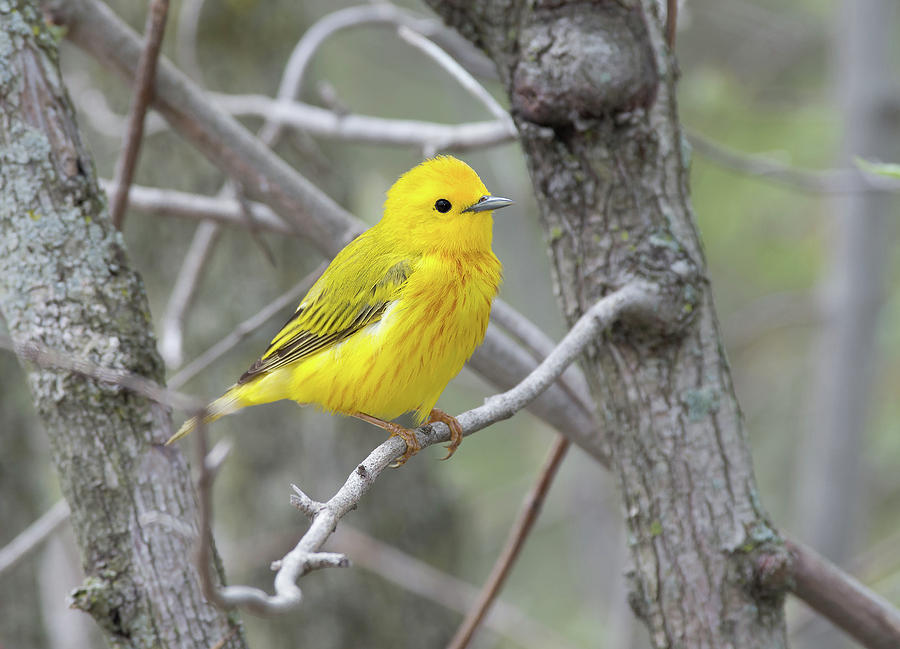 Yellow Warbler #1 Photograph by Jim Zablotny