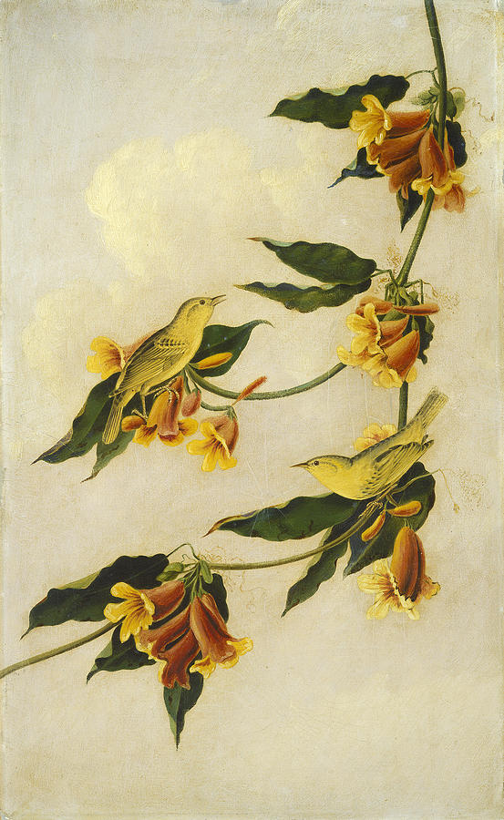 Yellow Warbler #1 Painting by John James Audubon