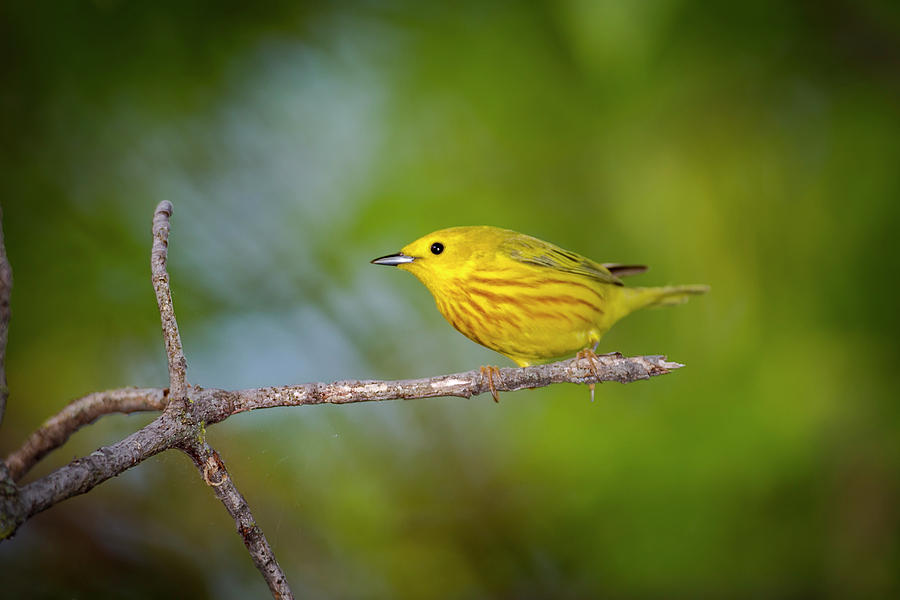 Bird Photograph - Yellow Warbler - Magee Marsh, Ohio #1 by Jack R Perry