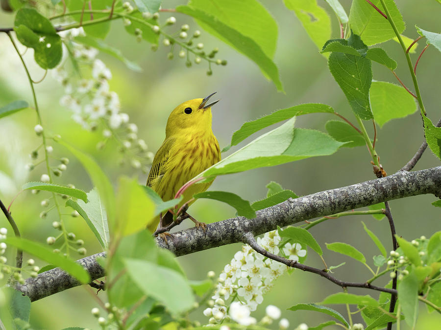 Yellow Warbler Songbird Singing in Tree Flowers Photograph by Scott ...