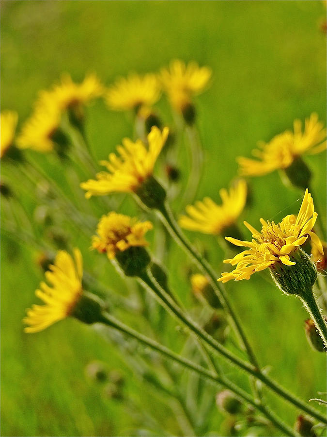 Yellow Wildflowers #1 Photograph by Liz Vernand