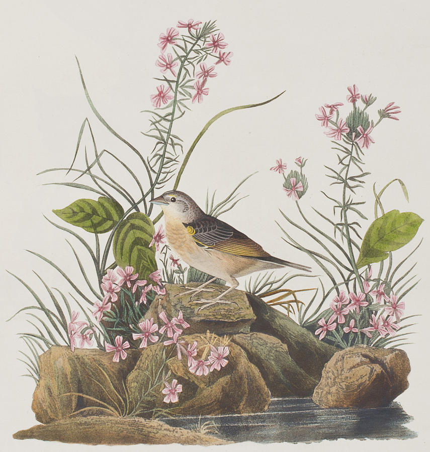 John James Audubon Painting - Yellow-winged Sparrow by John James Audubon