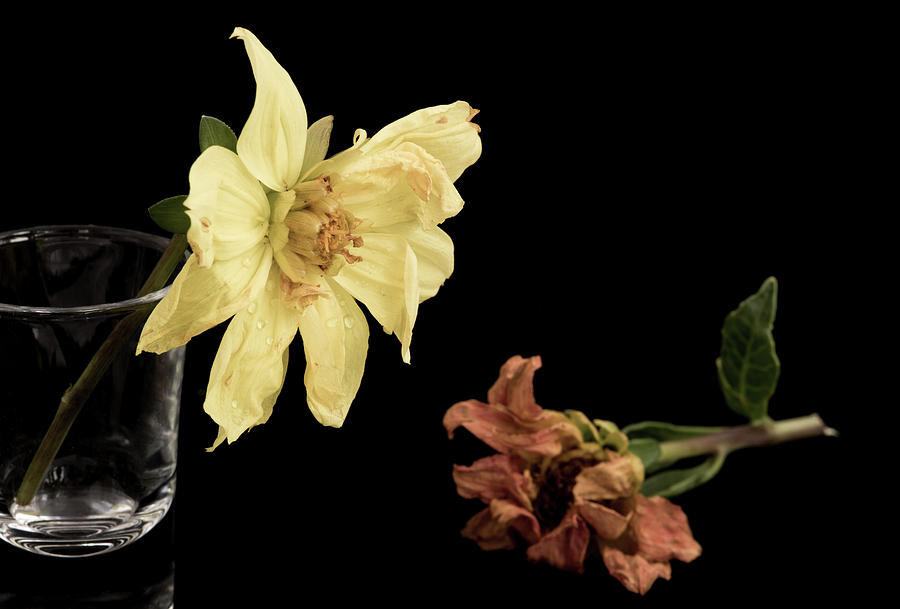 Yellow Wither Dahlia flowers #1 Photograph by Michalakis Ppalis