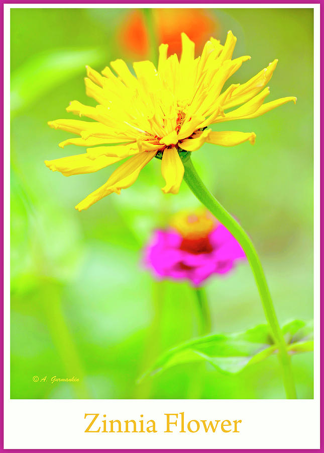 Yellow Zinnia Flower #1 Photograph by A Macarthur Gurmankin