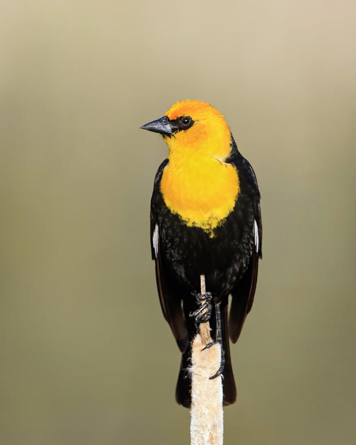 Yellowheaded Blackbird #1 Photograph by Jack Bell