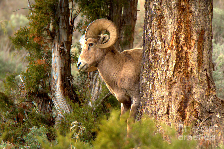 Yellowstone Bighorn In The Trees #1 Photograph by Adam Jewell