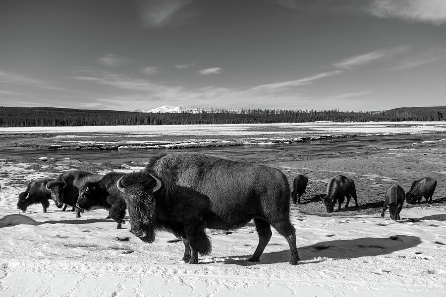 Yellowstone Bison #1 Photograph by Mountain Dreams