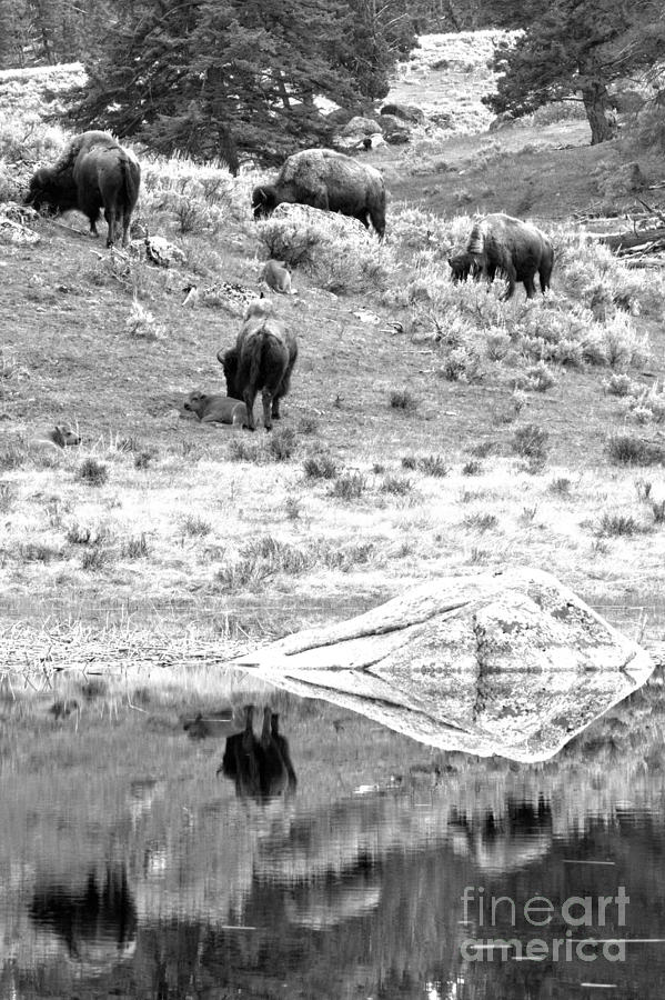 Yellowstone Bison Reflection Portrait #1 Photograph by Adam Jewell
