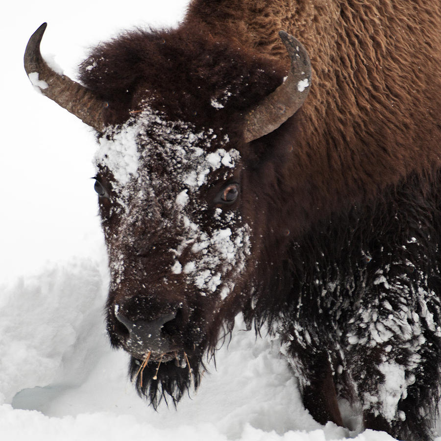 Yellowstone Buffalo #1 Photograph by Doug Davidson