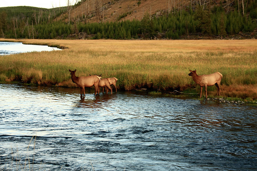 Yellowstone National Park Photograph - Yellowstone Elk At Madison River by Aidan Moran