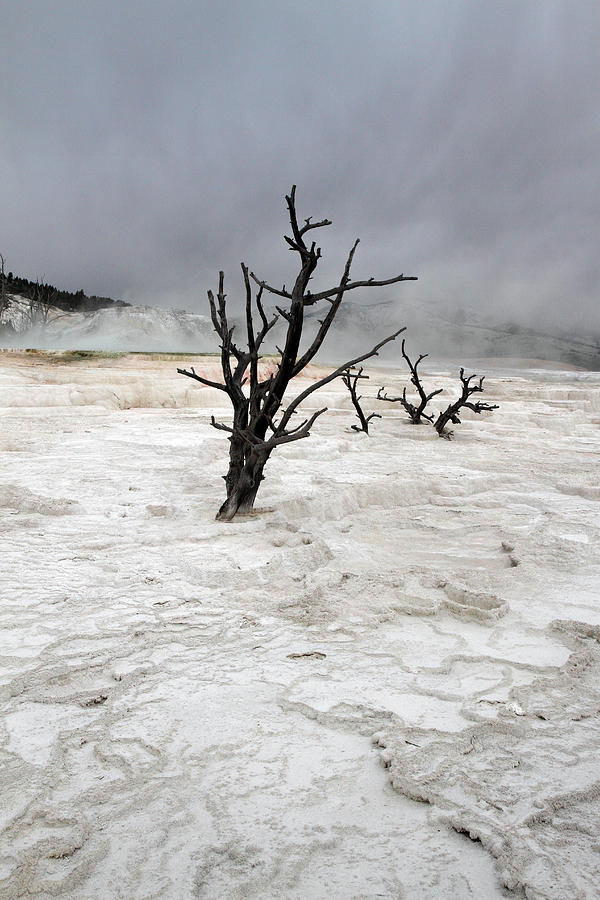 Yellowstone Mammoth hot springs #1 Photograph by Pierre Leclerc Photography