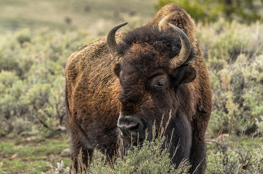 Yellowstone National Park Bison #1 Photograph by Yeates Photography