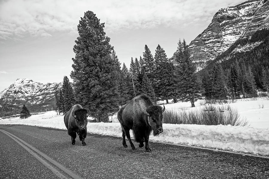 Yellowstone Traffic #1 Photograph by Mountain Dreams