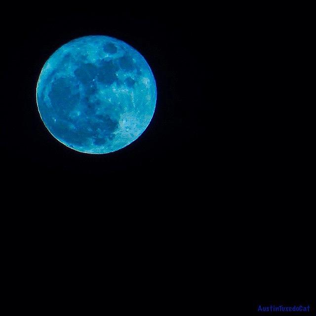 Nature Photograph - Yes, Once In A #bluemoon! #1 by Austin Tuxedo Cat