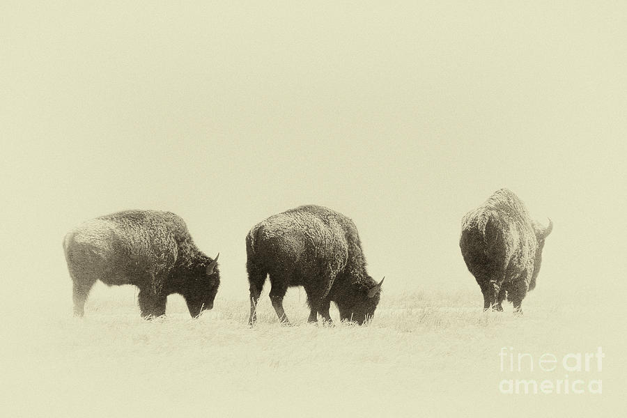 Buffalo Photograph - Yesterdays Gone #1 by Jim Garrison