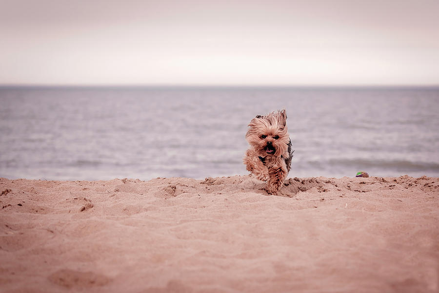 York dog playing on the beach. #1 Photograph by Peter Lakomy
