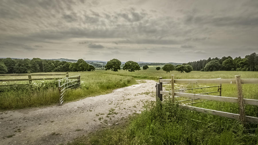 Tree Photograph - Yorkshire Landscape #1 by Mike Walker