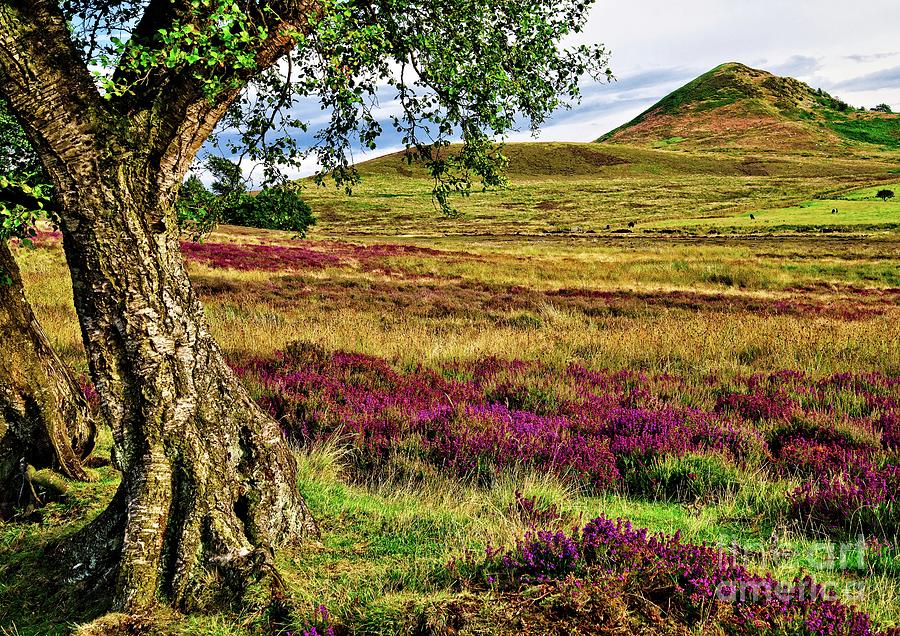 Yorkshire Moorland Heather #1 Photograph by Martyn Arnold