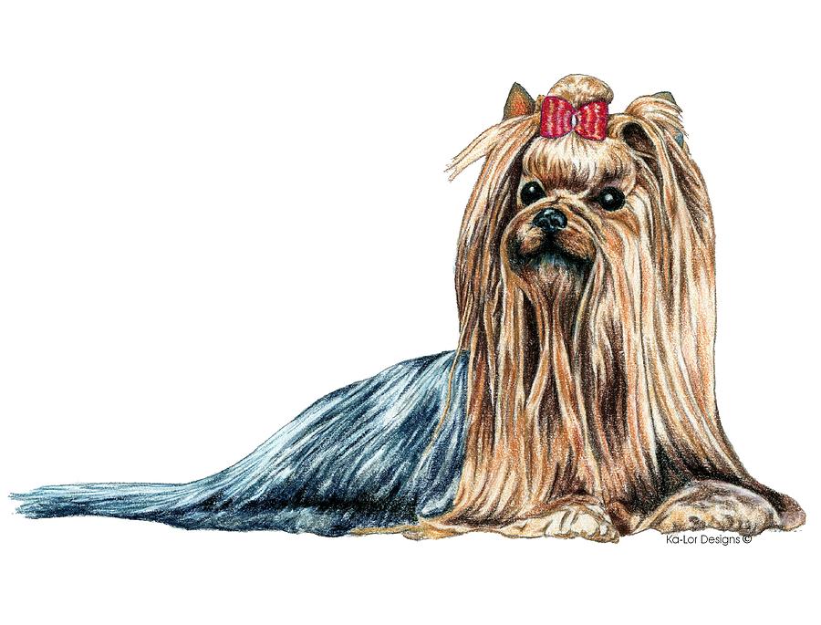 Yorkshire Terrier Drawing - Yorkshire Terrier #1 by Kathleen Sepulveda