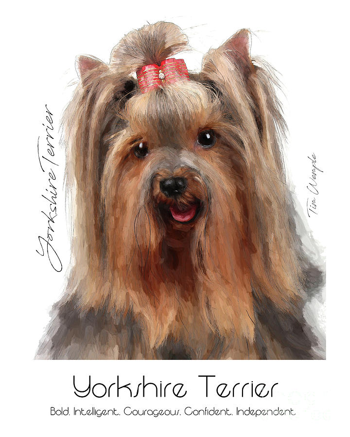 Yorkshire Terrier Poster #1 Digital Art by Tim Wemple
