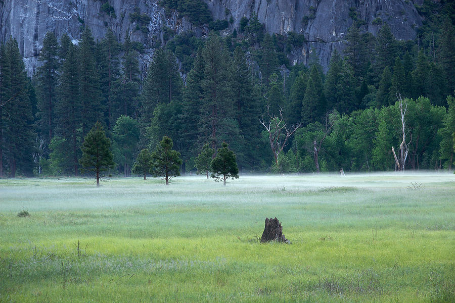 Yosemite Meadow Photograph