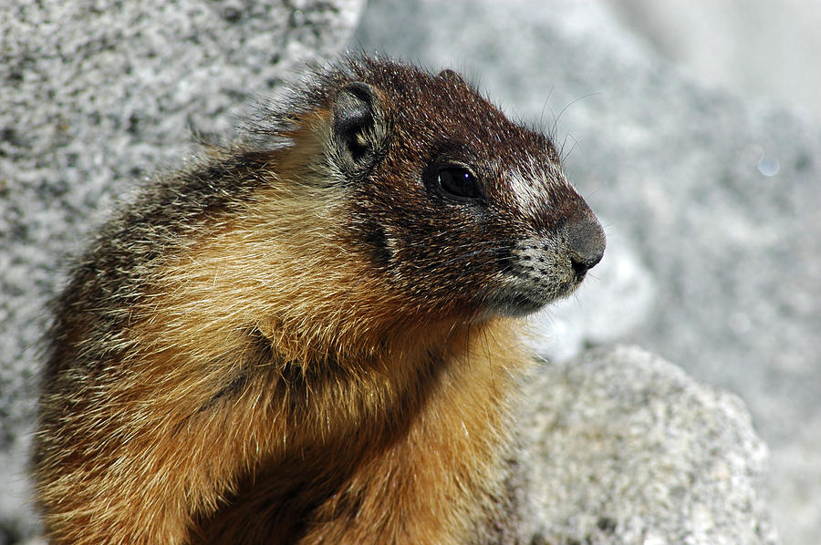 Yosemite Yellow Bellied Marmot Photograph by LeeAnn McLaneGoetz ...