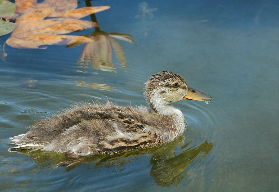 Duck Photograph - Young And Bold #1 by Fraida Gutovich