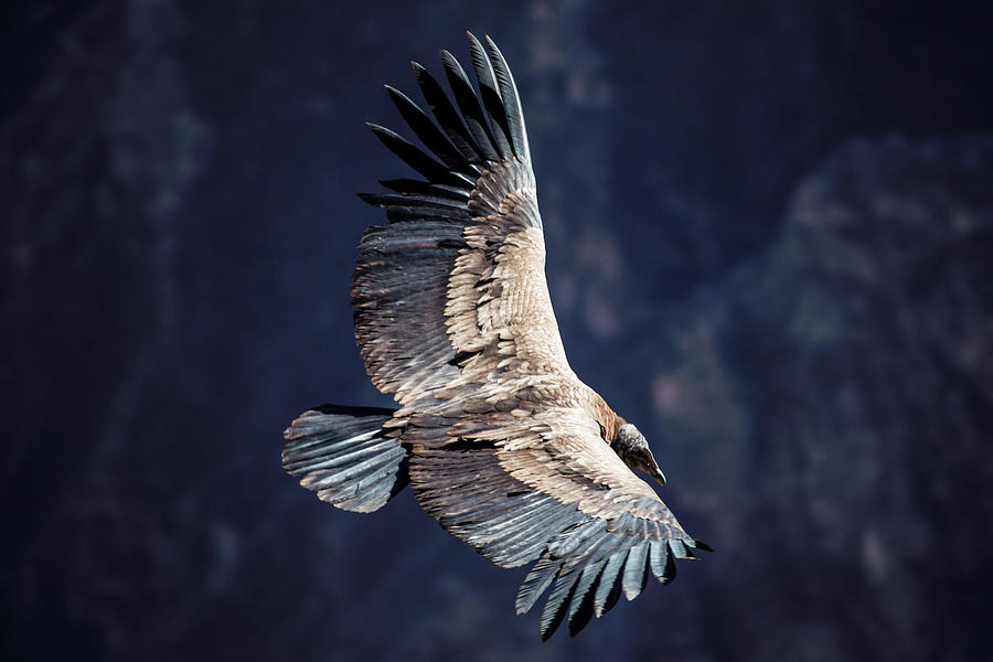 Young Andean Condor #2 Photograph by Kent Nancollas