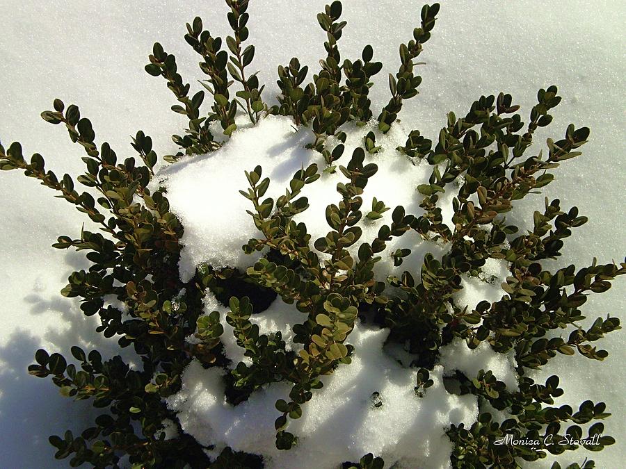 Young Boxwood in Winter #1 Photograph by Monica C Stovall