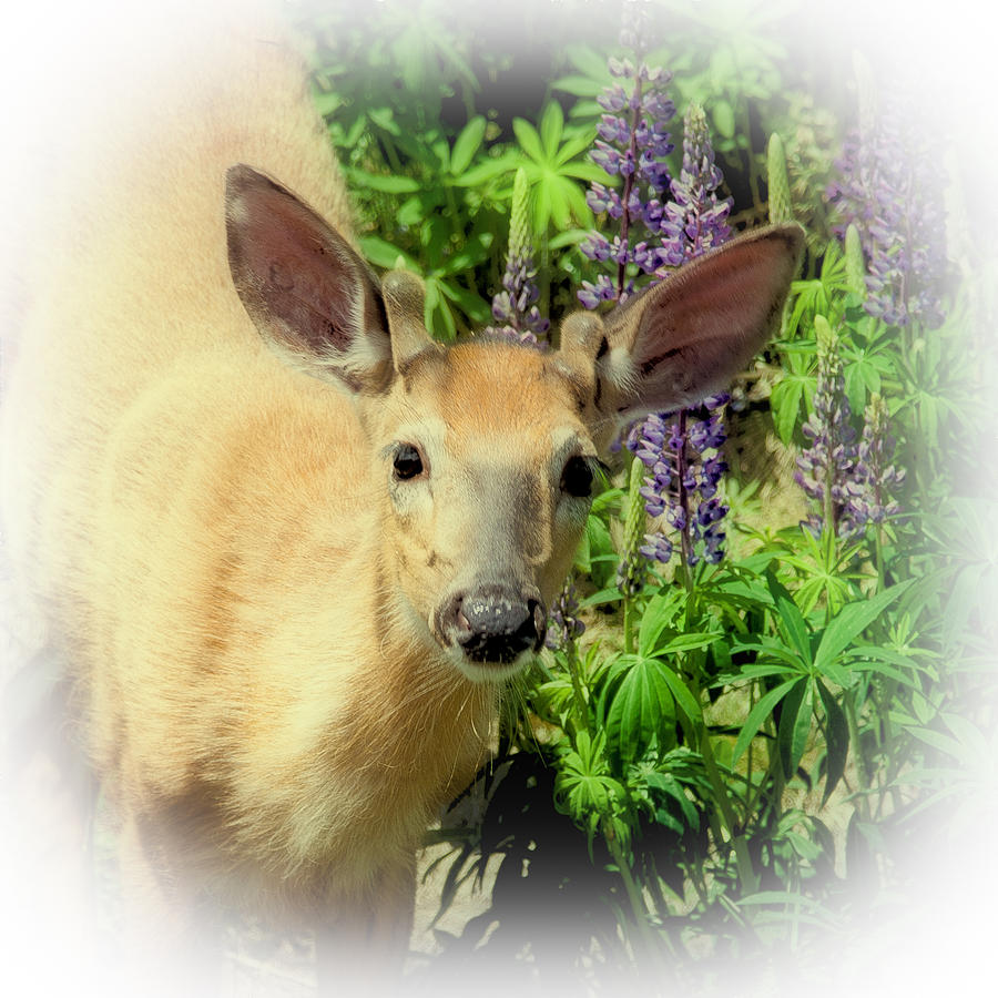 Young Buck among the Lupin #2 Photograph by David Patterson