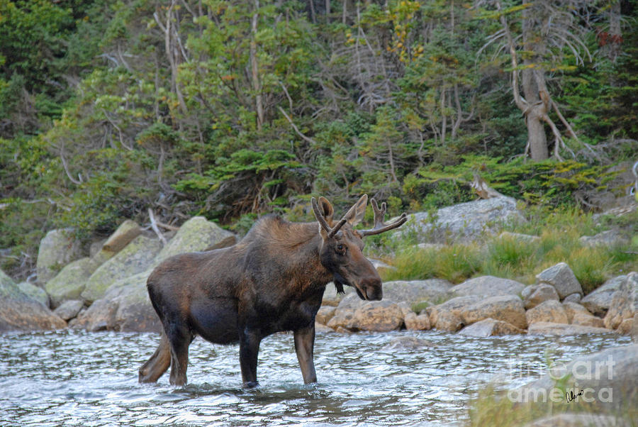 Young Bull Moose #1 Photograph by Alana Ranney