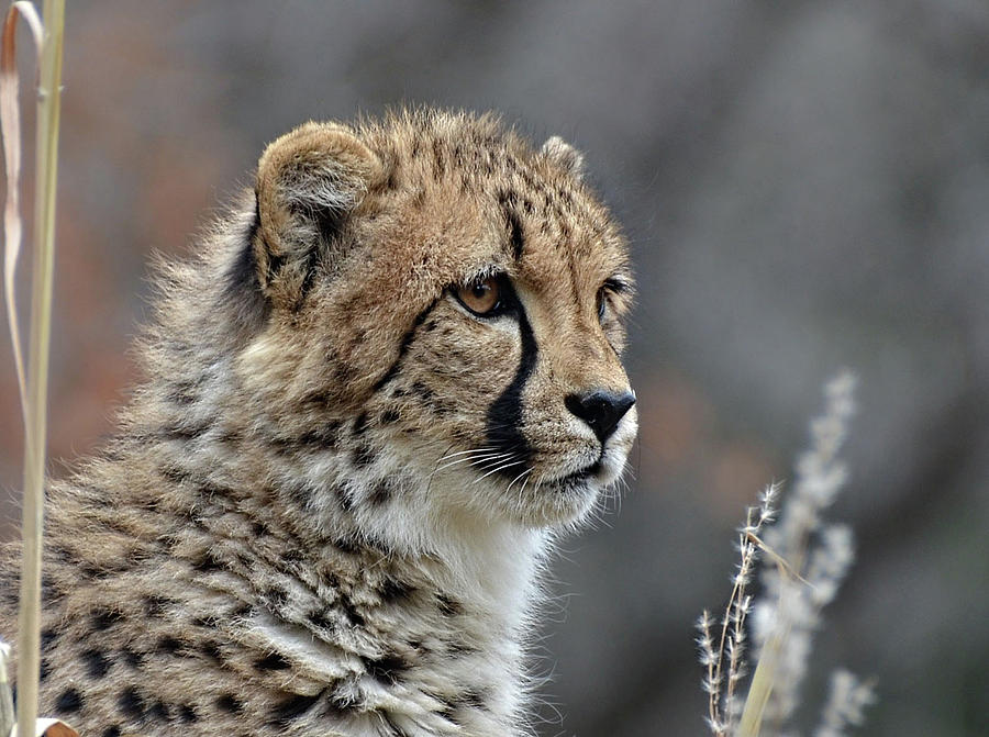 Young Cheetah Portrait Photograph by Ronda Ryan