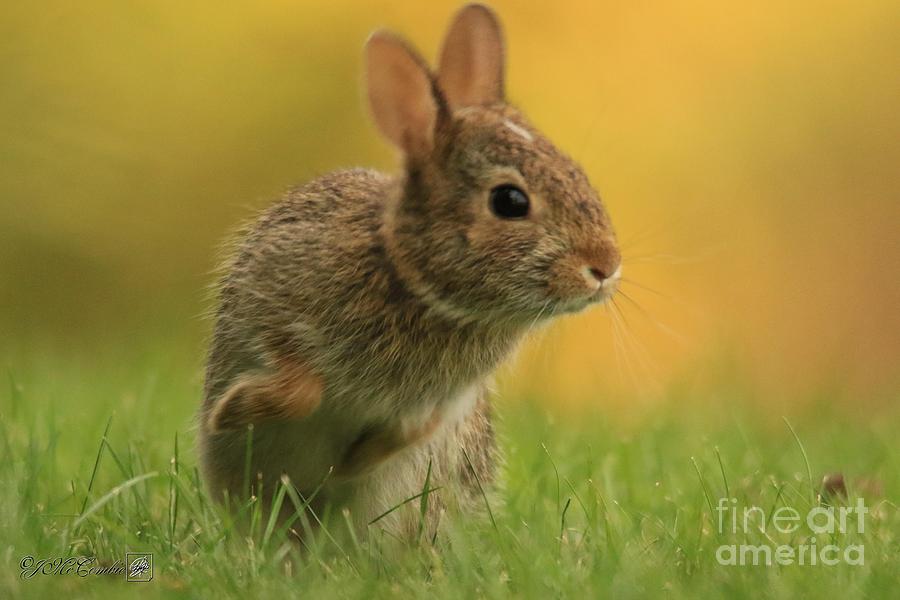 Young Cotton-Tail Rabbit #5 Photograph by J McCombie