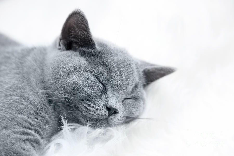 Young cute cat resting on white fur #1 Photograph by Michal Bednarek