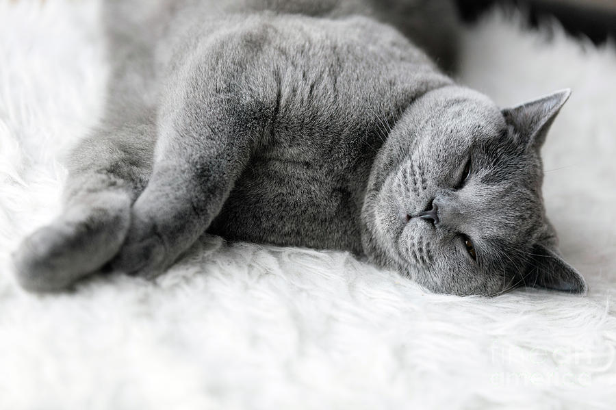 Young cute cat sleeping on cosy white fur. The British Shorthair #1 Photograph by Michal Bednarek