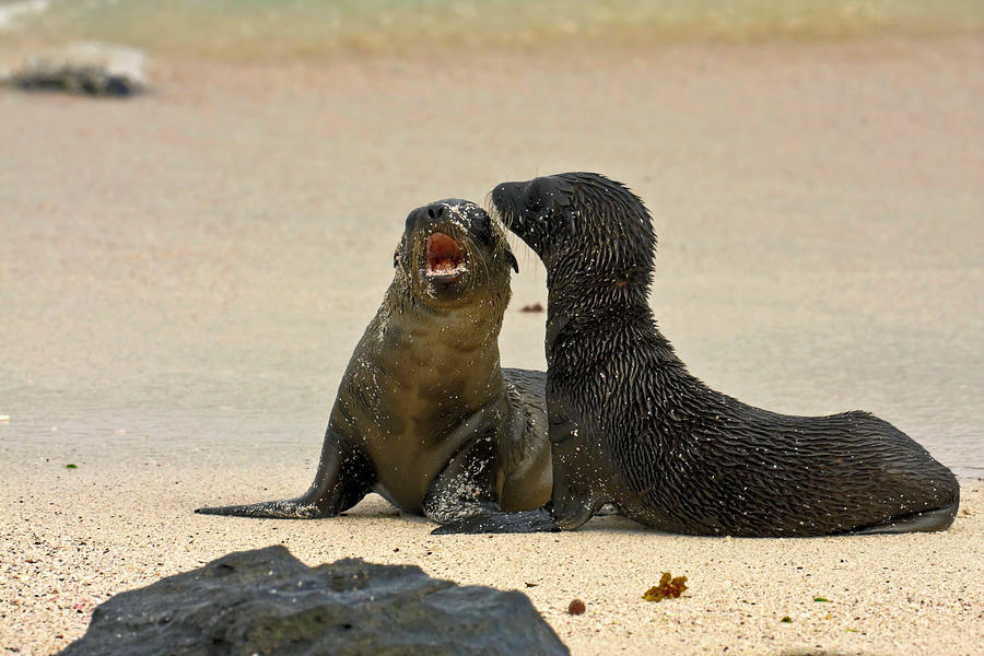 Young Galapagos Sea Lions #1 Photograph by Sally Weigand