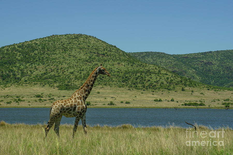 Young Giraffe #1 Photograph by Brian Kamprath