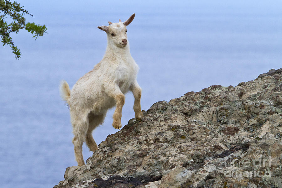 Young Goat In Greece #1 Photograph by Jean-Louis Klein & Marie-Luce Hubert