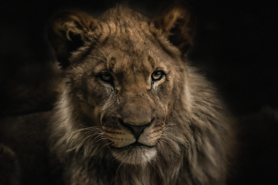 Young Lion #1 Photograph by Christine Sponchia