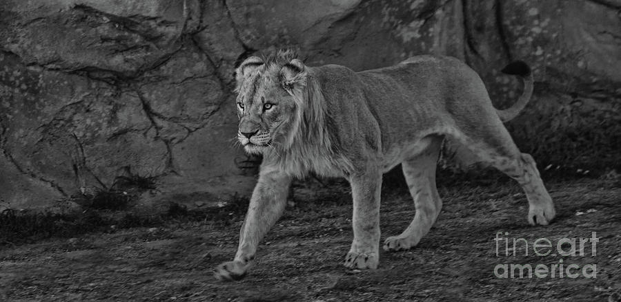 Young Lion 1 Photograph by Steven Parker