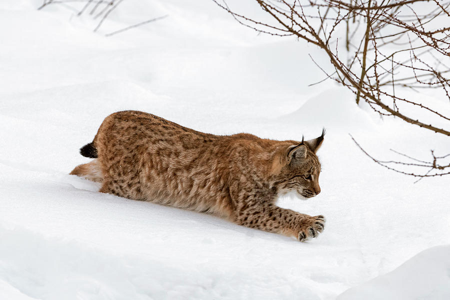 Young Lynx in the Snow #1 Photograph by Arterra Picture Library
