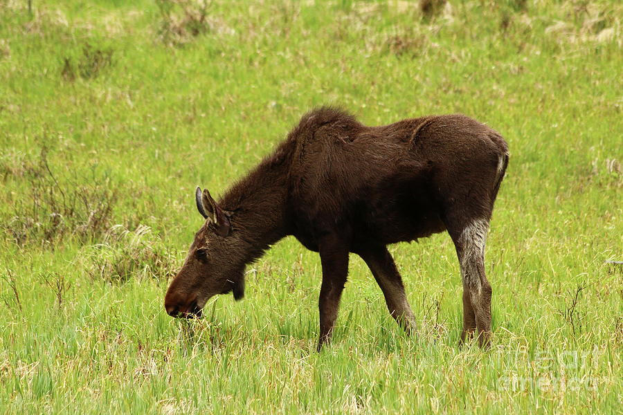 Young Moose #2 Photograph by Christiane Schulze Art And Photography